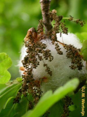 Wattengal(Andricus quercusramuli)